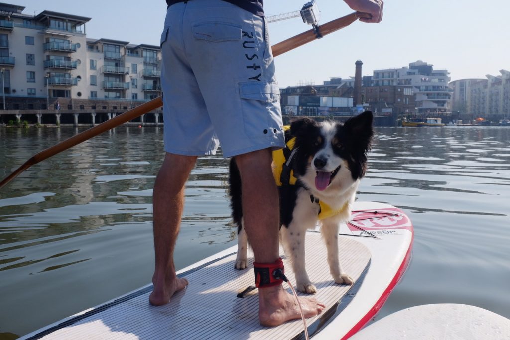 Border collie Barney looks back from front of paddleboard