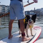 Border Collie Barney Looks Back From Front Of Paddleboard